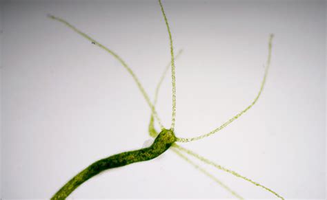 how to kill hydra in aquarium